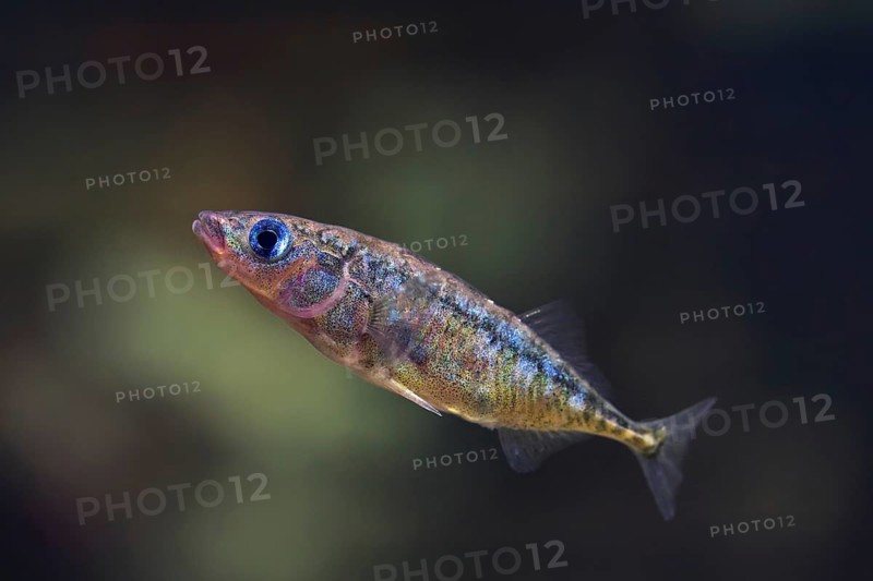 Three-spined stickleback