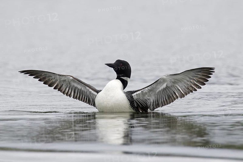 Common loon