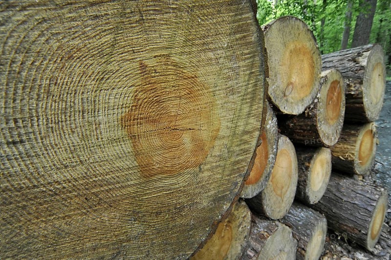 Woodpile of cut timber from logging industry showing annual growth rings