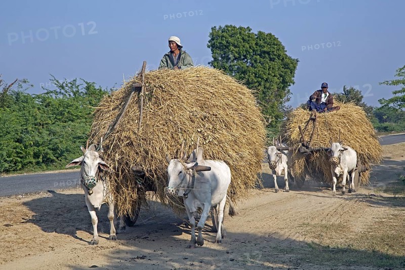 Wooden carts loaded with hay pulled by zebus