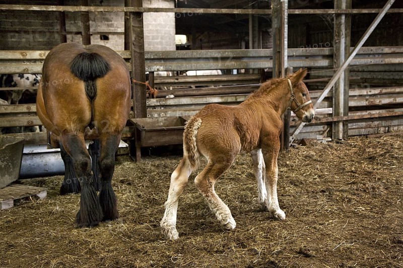Foal and mare Belgian draft horse
