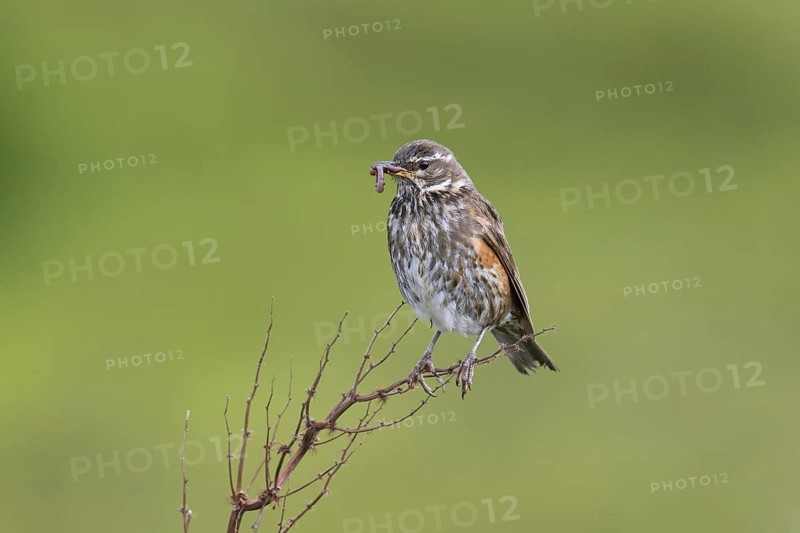 Redwing