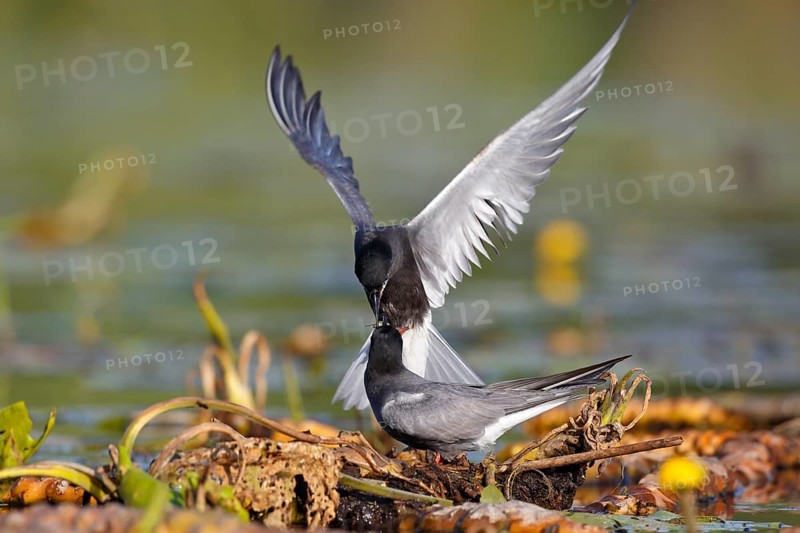 Black Tern