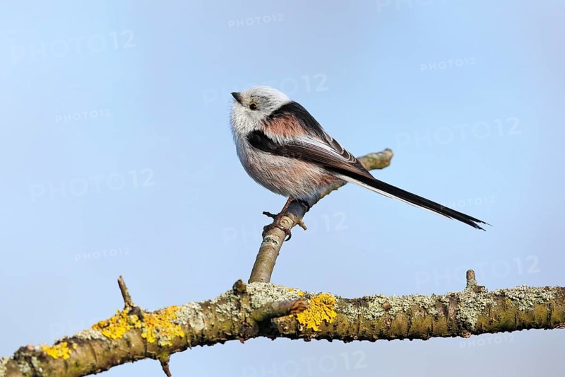 Long-tailed tit