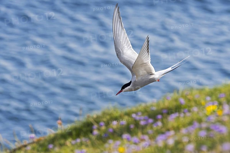 Arctic tern