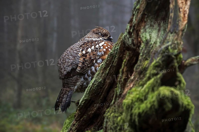 Hazel grouse