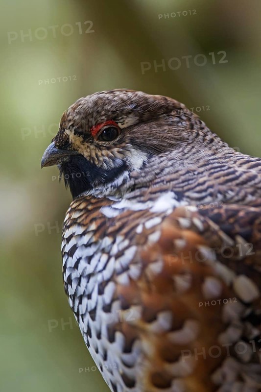 Hazel grouse