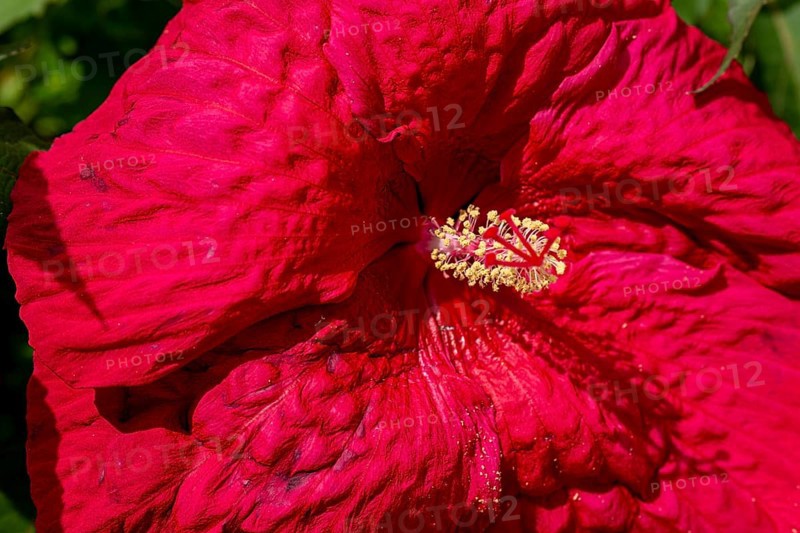 Hibiscuses