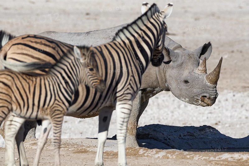 Black rhinoceros