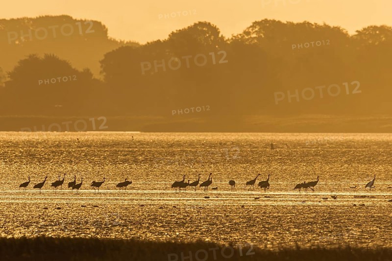 Flock of common cranes