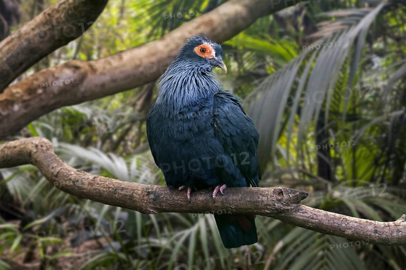 Madagascan blue pigeon