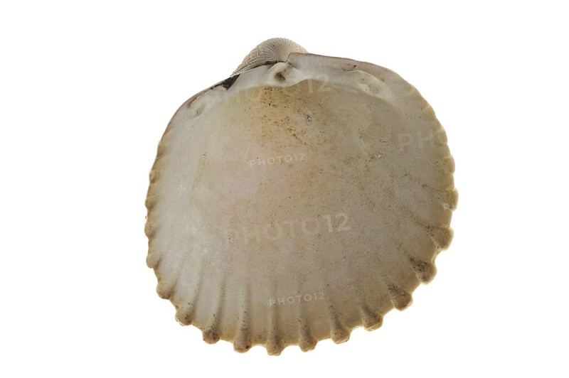 Prickly cockle