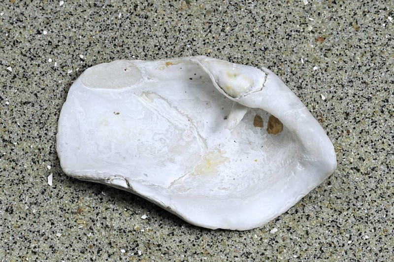Great piddock