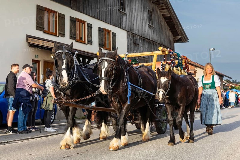 Horses
