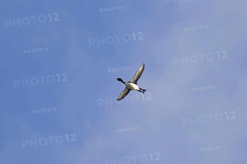 Common loon