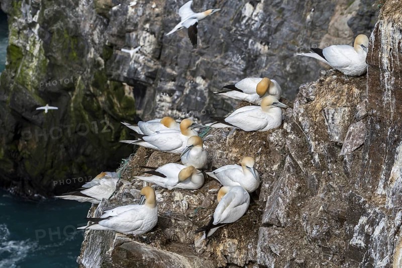 Northern gannets