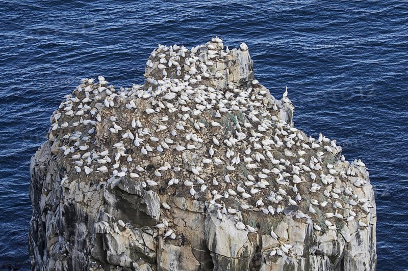 Northern gannets