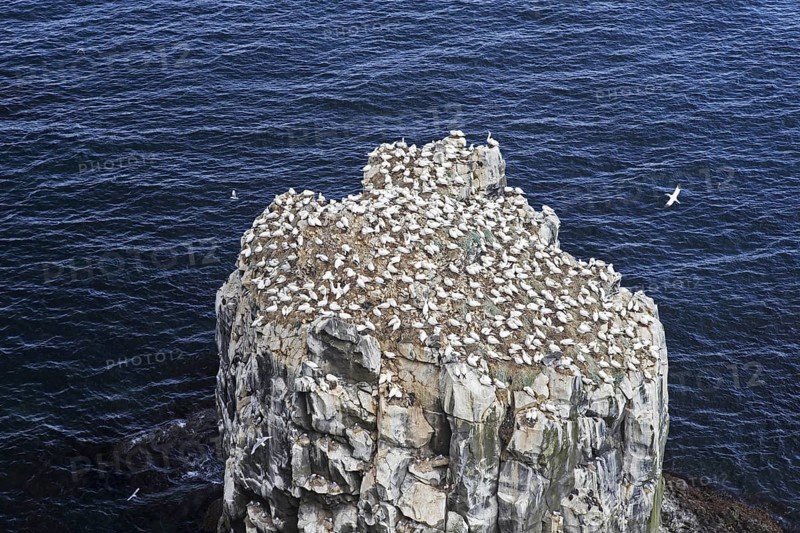 Northern gannets