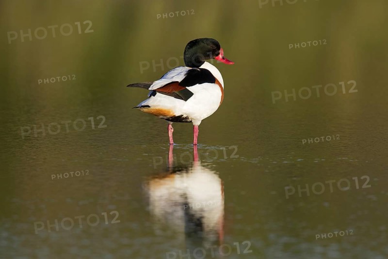 Reflection of male common shelduck