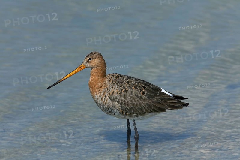 Black-tailed godwit