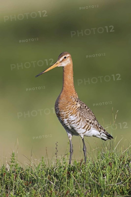 Black-tailed godwit