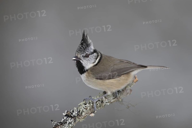 European crested tit