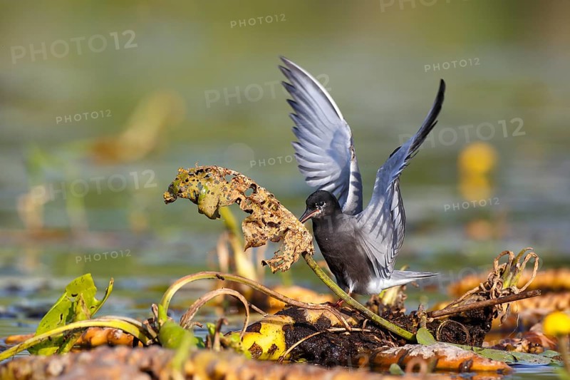 Black Tern