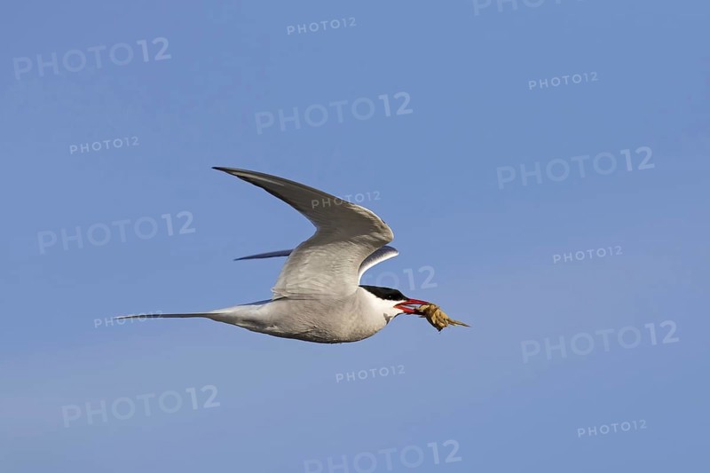 Arctic tern