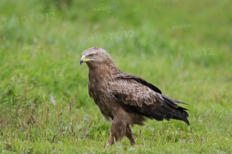 Lesser spotted eagle