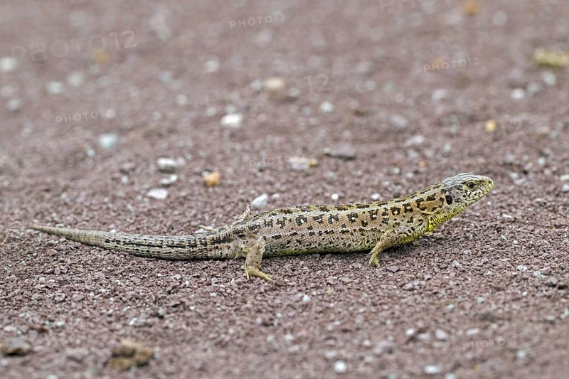 Sand lizard