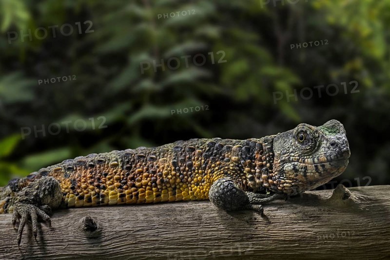 Chinese crocodile lizard