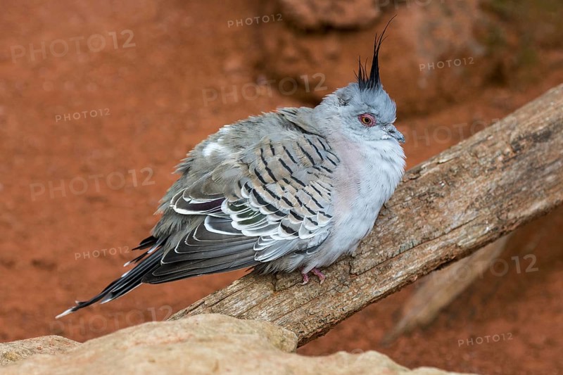 Crested pigeon