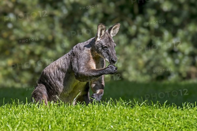 Swamp wallaby