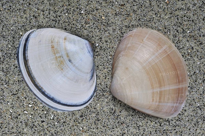 Rayed trough shells