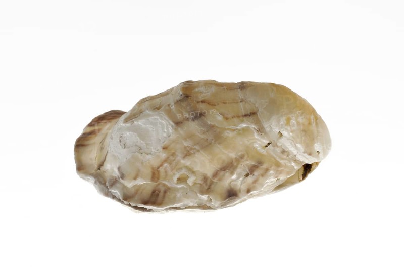 Pacific oyster