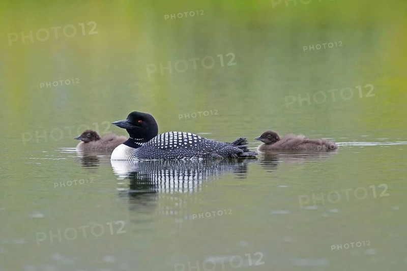 Common loon