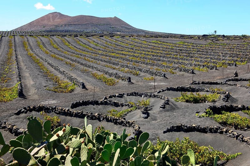 Vineyard for volcanic wine on volcanic soil Volcanic ash in the foreground Cacti cactus pear