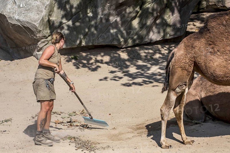 Zookeeper cleaning up the dromedary enclosure at the Antwerp Zoo