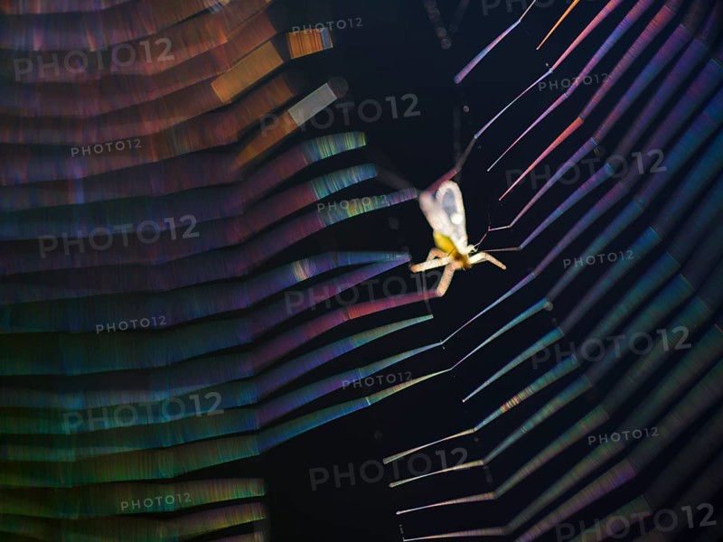 Insect caught in coloured spider's web in backlight