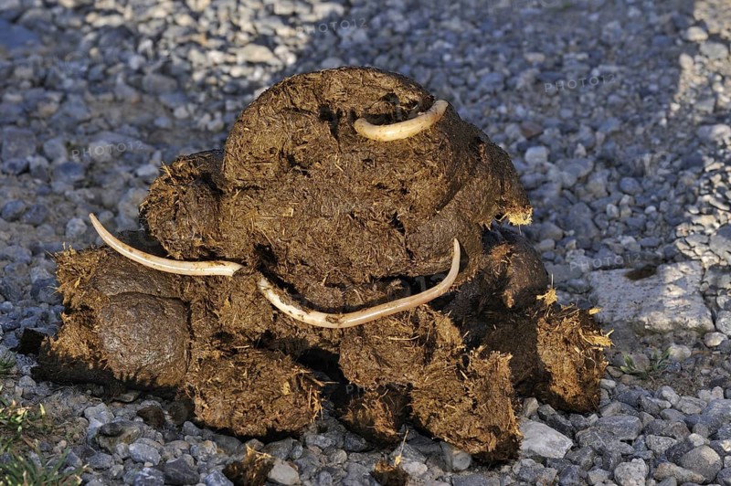 Horse roundworms