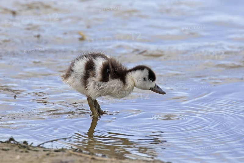 Common shelduck