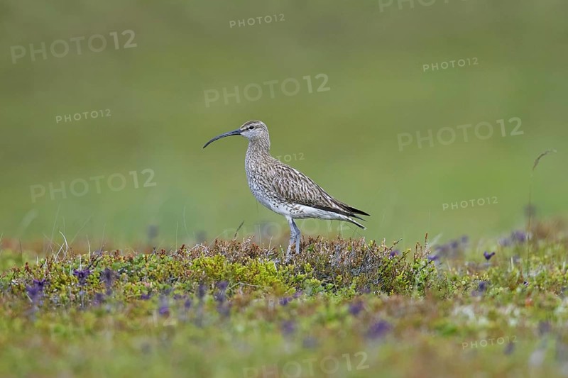 Eurasian whimbrel