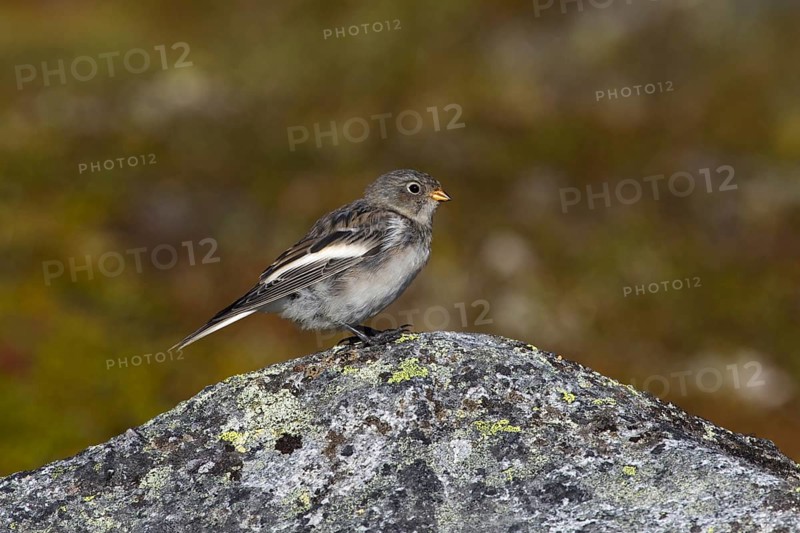 Snow bunting