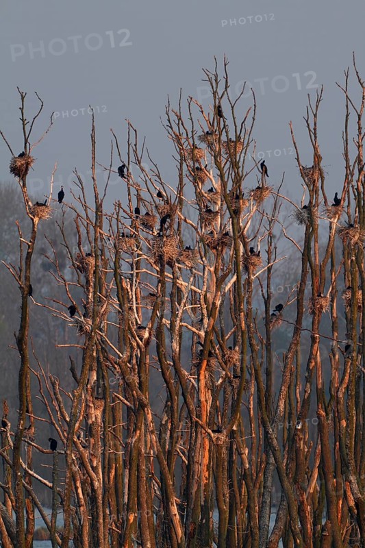 Great cormorant