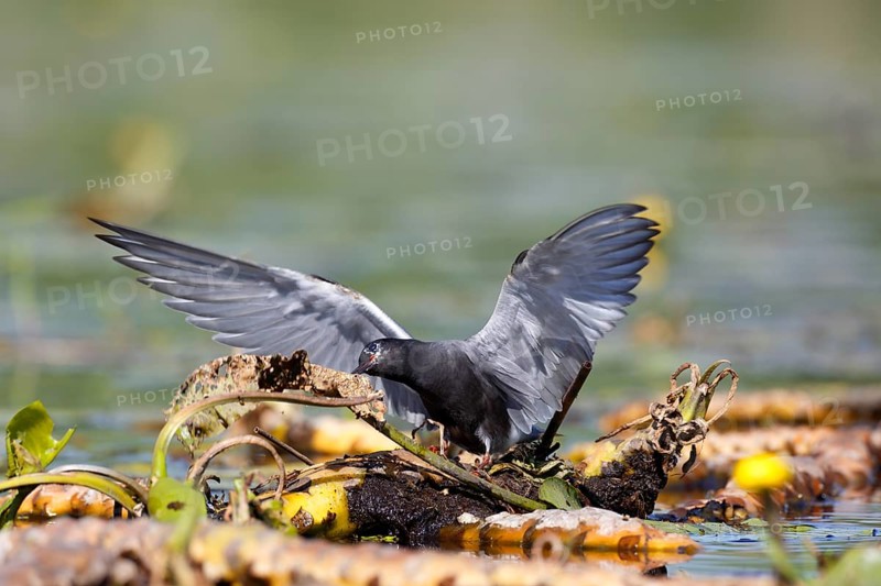 Black Tern