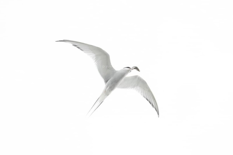 Arctic tern
