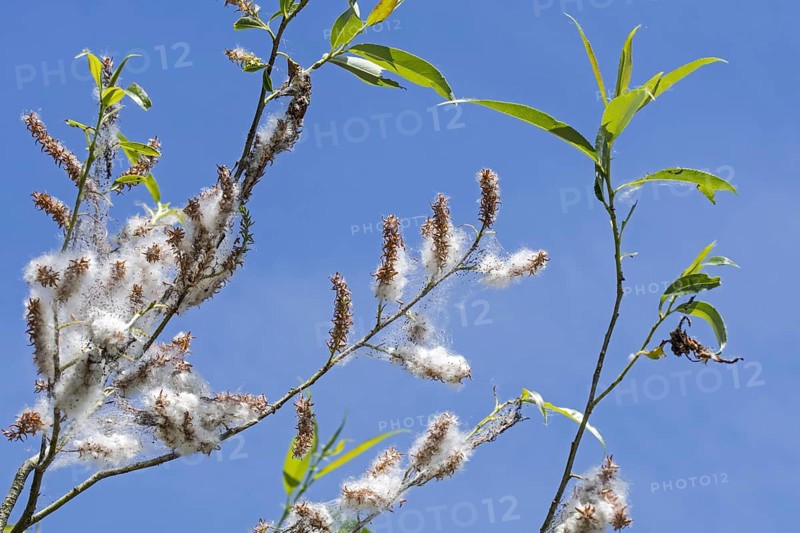 White willow