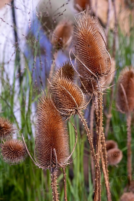 Common switchgrass