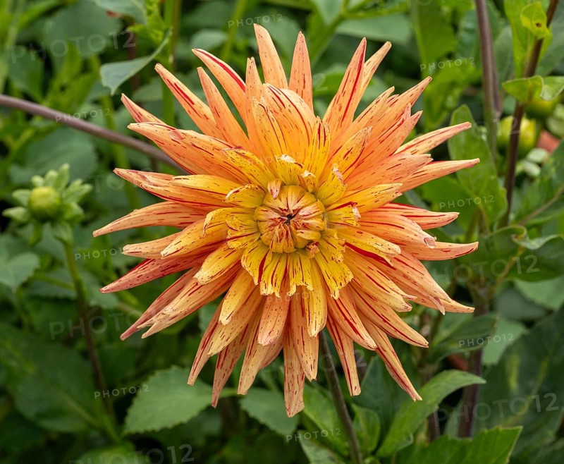 Garden dahlia