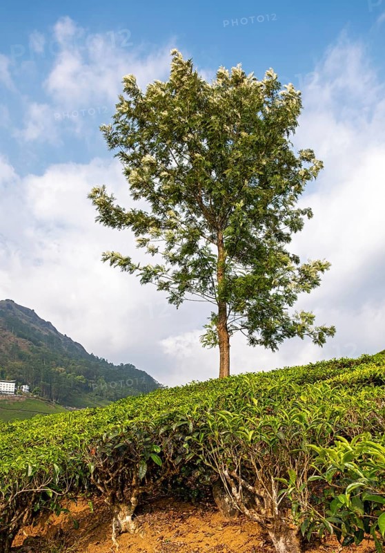 Lone Tree In Tea Plantation